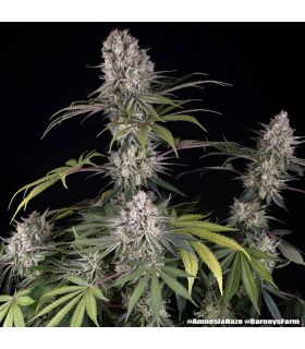 Amnesia Haze (Barney's Farm)