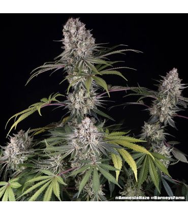 Amnesia Haze (Barney's Farm)