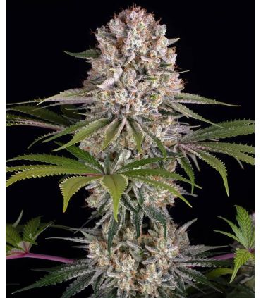 Amnesia Haze (Barney's Farm)