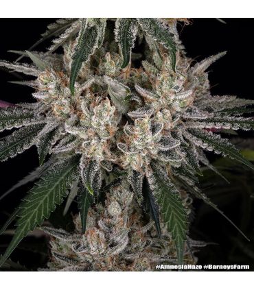 Amnesia Haze (Barney's Farm)