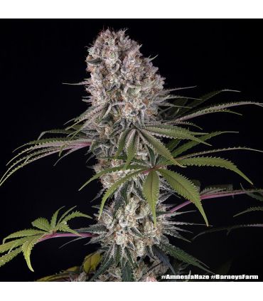 Amnesia Haze (Barney's Farm)