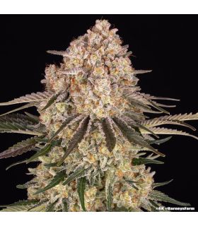 Close up photo - AK απο Barney's Farm @sporadiko.gr