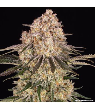 Close up photo - AK απο Barney's Farm @sporadiko.gr