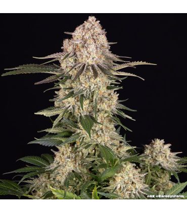 AK (Barney's Farm)