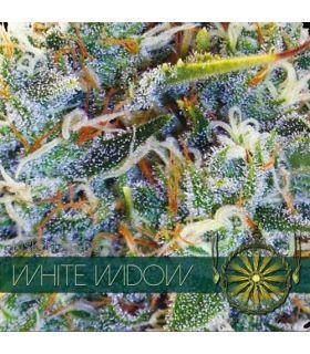 White Widow (Vision Seeds)