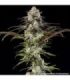 London Pound Cake by (Barney's Farm