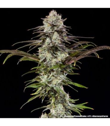 London Pound Cake by (Barney's Farm