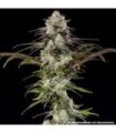 London Pound Cake (Barney's Farm)