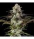 London Pound Cake Strain - Barney's Farm