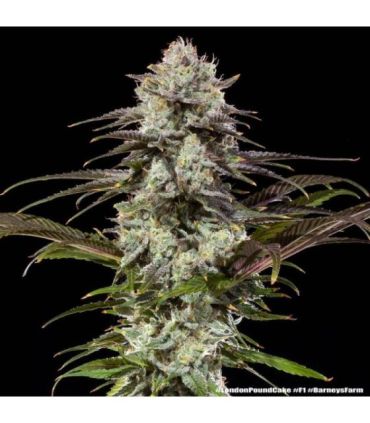 London Pound Cake Strain - Barney's Farm