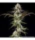 London Pound Cake Strain - Barney's Farm