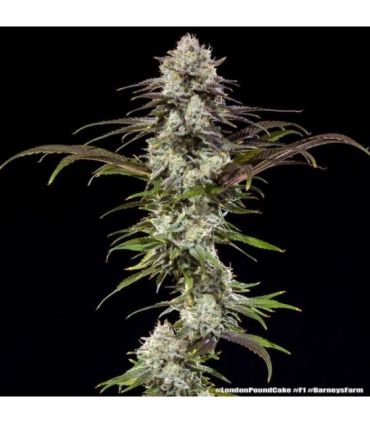 London Pound Cake Strain - Barney's Farm