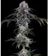 Durban Z - Barney's Farm