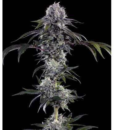 Durban Z - Barney's Farm