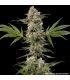 Banana Runtz - Barney's Farm