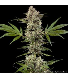 Banana Runtz - Barney's Farm