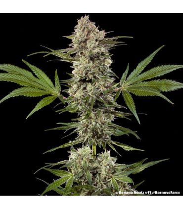Banana Runtz - Barney's Farm