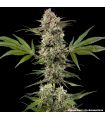 Banana Runtz (Barney's Farm)