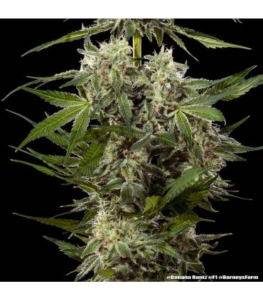 Banana Runtz - Barney's Farm