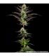Thin Mint Frosting - Barney's Farm