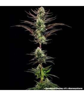 Thin Mint Frosting - Barney's Farm