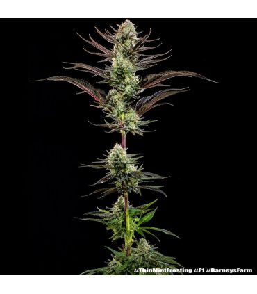 Thin Mint Frosting - Barney's Farm