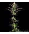 Thin Mint Frosting (Barney's Farm)