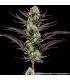 Thin Mint Frosting - Barney's Farm