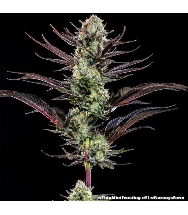 Thin Mint Frosting - Barney's Farm
