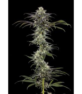 RS11 - Barney's Farm