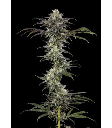 RS11 - Barney's Farm