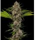 MAC 1 - Barney's Farm