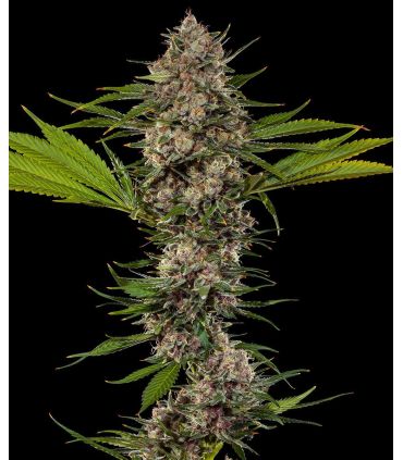MAC 1 - Barney's Farm