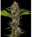 MAC 1 (Barney's Farm)