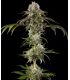 Durban Poison - Barney's Farm