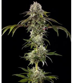 Durban Poison - Barney's Farm