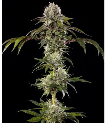 Durban Poison - Barney's Farm