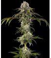 Durban Poison (Barney's Farm)