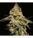 Hulk Punch (aka Bruce Banner) @sporadiko.gr