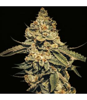 Hulk Punch (aka Bruce Banner) @sporadiko.gr