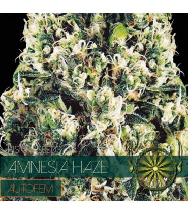 Amnesia Haze AutoFem (Vision Seeds)
