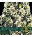 Amnesia Haze AutoFem (Vision Seeds)