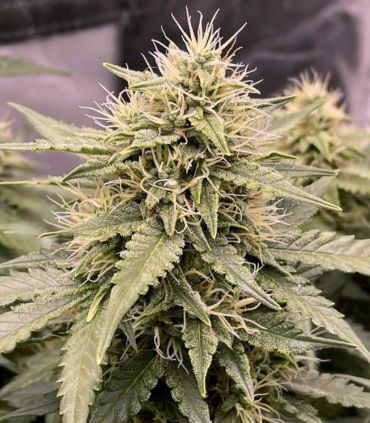 σπόροι κάνναβης αυτόματης ανθισης Watermelon Zkittlez Τριμηνίτικο @sporadiko.gr