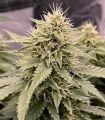 Watermelon Zkittlez Τριμηνίτικο (Σποράδικο)