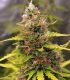 Watermelon Zkittlez @sporadiko.gr