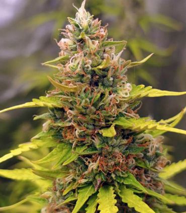 Watermelon Zkittlez @sporadiko.gr