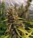 cannabis bud of Watermelon Zkittlez from sporadiko.gr