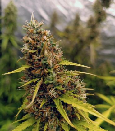 cannabis bud of Watermelon Zkittlez from sporadiko.gr