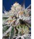 Orange Apricot Glue XL Auto Sweet Seeds - Αυτόματοι Σπόροι Κάνναβης