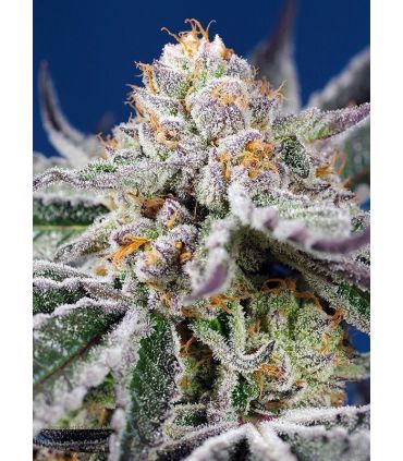 Orange Apricot Glue XL Auto Sweet Seeds - Αυτόματοι Σπόροι Κάνναβης